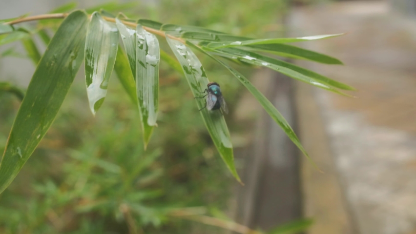 
SEPTEMBER 2022 - A fly on a leaf during rainy season 