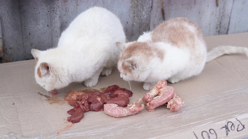 Two white homeless cats eat chicken offal on a cardboard box outdoor. Feeding cat raw liver and necks. Help between person and kitten. Human assistance to animals. Humane treatment of animal Royalty-Free Stock Footage #1094832193