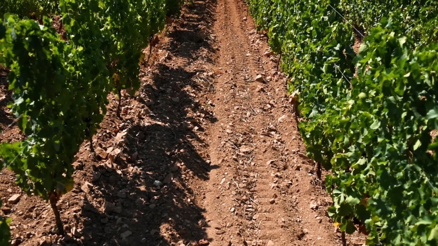 Overview in summer of the rows of a of a vineyard in Sardinia, Italy. Traditional agriculture. Footage.