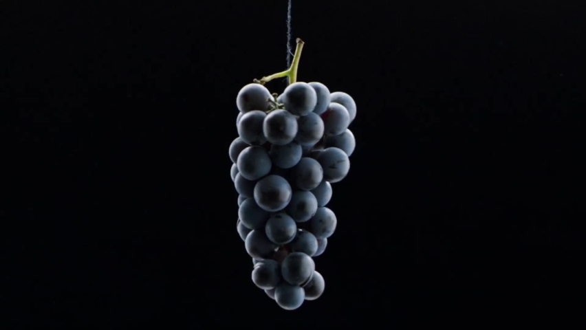 Fresh black grapes rotation on isolated black background on super slow motion. Grapes close up. Loop motion. Beautiful stock footage for wine commercial. Taste Luxury Grapes. Quality Creative Vine.