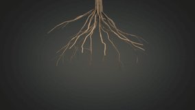 Tree roots growing. 3D rendering. - Powered by Shutterstock - Get 15% off with code: PIKWIZARD15