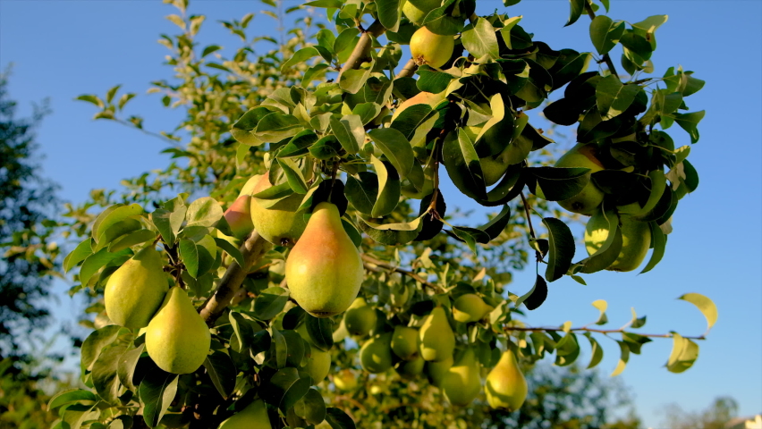 Pears grow on a tree in the garden. Selective focus. Royalty-Free Stock Footage #1094841325