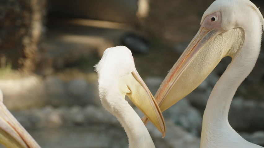 A flock of pelicans are fighting and pecking each other with their beaks.