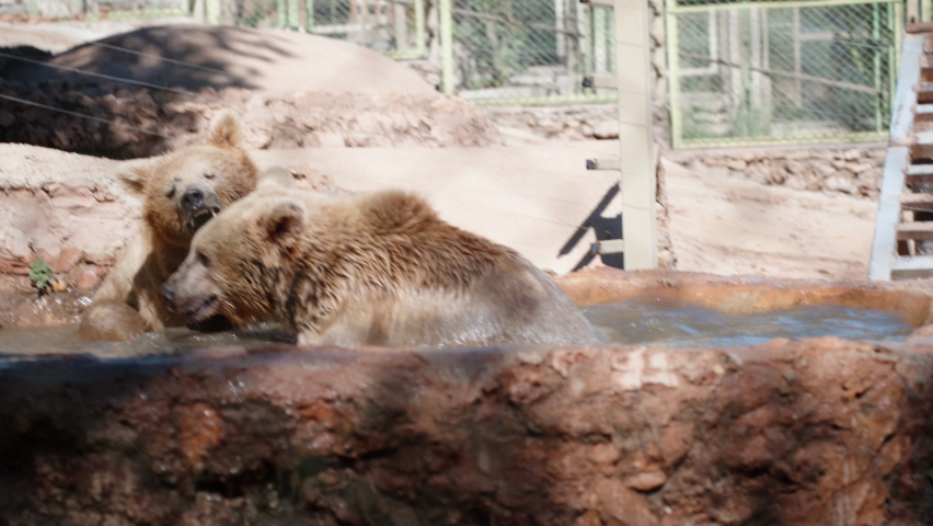 Two brown bears are fighting in the water. Slow motion. at the zoo. Royalty-Free Stock Footage #1094846633