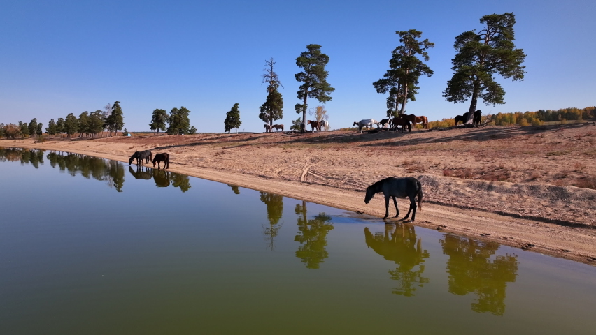 Horses drink in lake Zhukei. Burabay National Park. | Shutterstock HD Video #1094847513