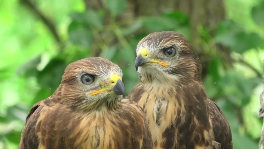 birds buzzards young chicks shot close-up