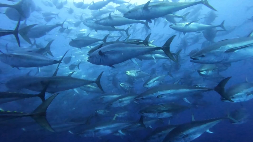 The tuna that lost their groups form a group again and continue hunting. Royalty-Free Stock Footage #1094852847