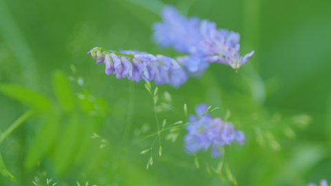 Blue Vetch Vicia Cracca Wild Vetch Stock Footage Video (100% Royalty ...