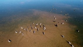 Flock of Egyptian geese (Alopochen aegyptiacus) and other waterfowl in shallow water of a pond, southern Africa