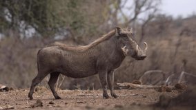 Static clip of two warthogs in Mashatu Game Reserve, Botswana.