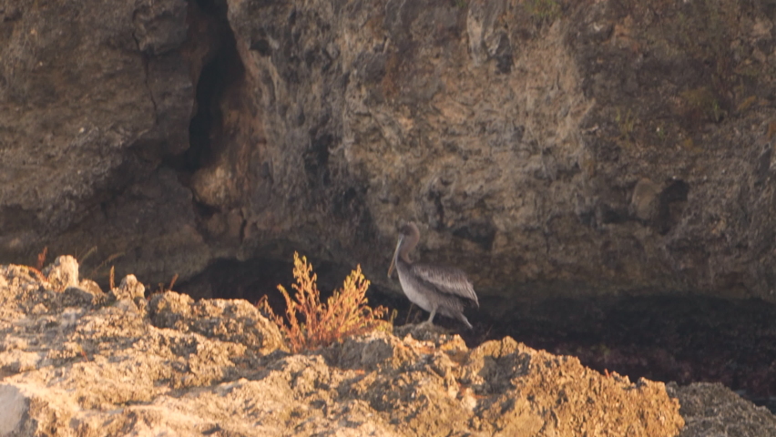 Wildlife in Super Slow Motion 4K 120fps: Brown Pelican bird in the Caribbean Ocean around Curacao