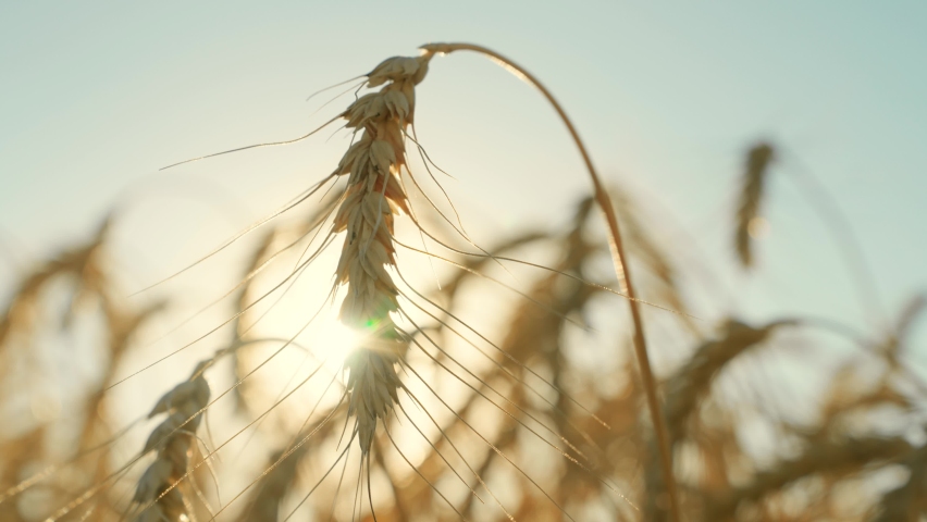 Agricultural industry. Yellow ears of wheat ripen in field in summer closeup. Cultivation of wheat grain, farmers field. Big harvest of wheat. Business Grow food. Ecologically clean grain of wheat. Royalty-Free Stock Footage #1094869177