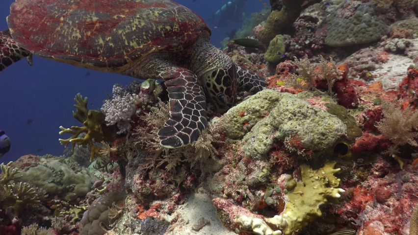 The hawksbill sea turtle (Eretmochelys imbricata) crushes and eats corals  Royalty-Free Stock Footage #1094870055