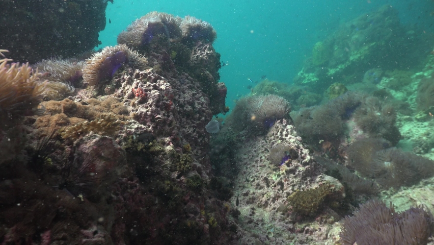 Larval Flounder swims over the reef in the day time 