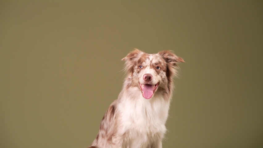 obedient border collie makes turns on green. The dog performs tricks in studio