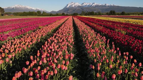 Tulipanes Patagonia in Trevelin Chubut Argentina: stockvideo