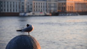 Black-headed gull (Chroicocephalus ridibundus) stands on granite balustrade of city embankment at sunrise. Blurred water and buildings in the background. Real time video. Copy space. Waterfowl theme.