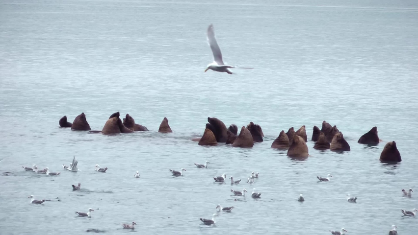 Sea lions