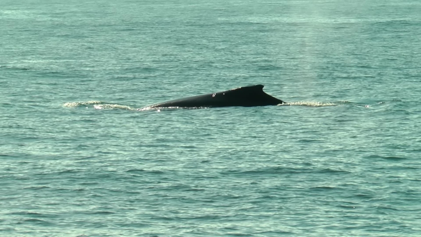 Humpback whale diving and showing it