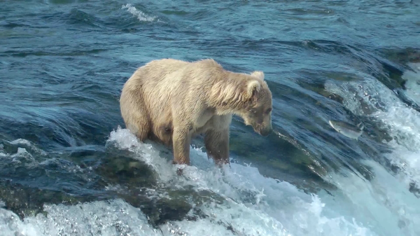 Grizzly bear female catches flying salmon fish from water
North America Wildlife and Nature, Brooks Falls - Katmai National Park,2022 
