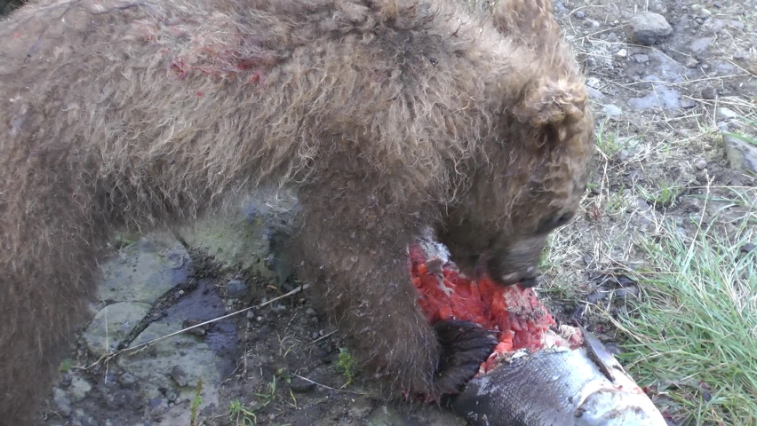 Grizzly bear cub eating salmon fish, close up
North America Wildlife and Nature, Brooks Falls - Katmai National Park,2022 
