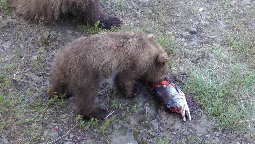 Grizzly bear cub eating salmon fish, medium shot
North America Wildlife and Nature, Brooks Falls - Katmai National Park,2022 
