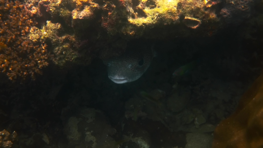 Big Porcupine Puffer Fish hidden under rocks and reefs in tropical sea. Underwater world with cute blowfish or balloonfish swim among corals in Thailand, Kradan island | Shutterstock HD Video #1094883439