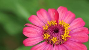 The pink flowers are blooming beautifully, The freshness of spring in the morning, Close-up video of flowers and pollen