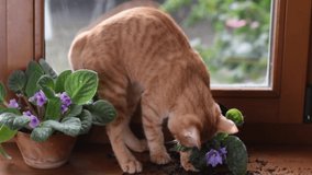 A red kitten on the window breaks a houseplant.Naughty playful cat. Pet problems at home. Smashed down houseplant by pet