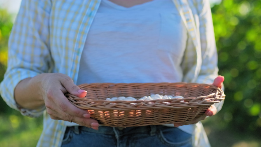 Closeup crop of dry white beans in hands of outdoor woman.