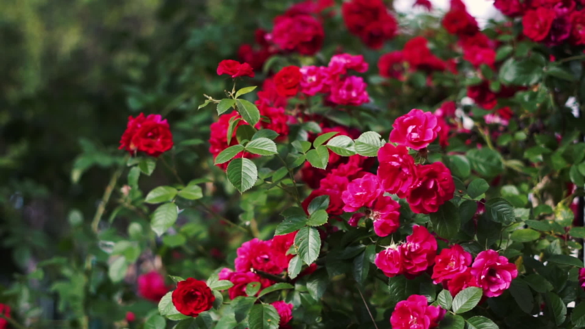 Close up many buds of pink rose at the bush. Background with beautiful pink flowers | Shutterstock HD Video #1094908203