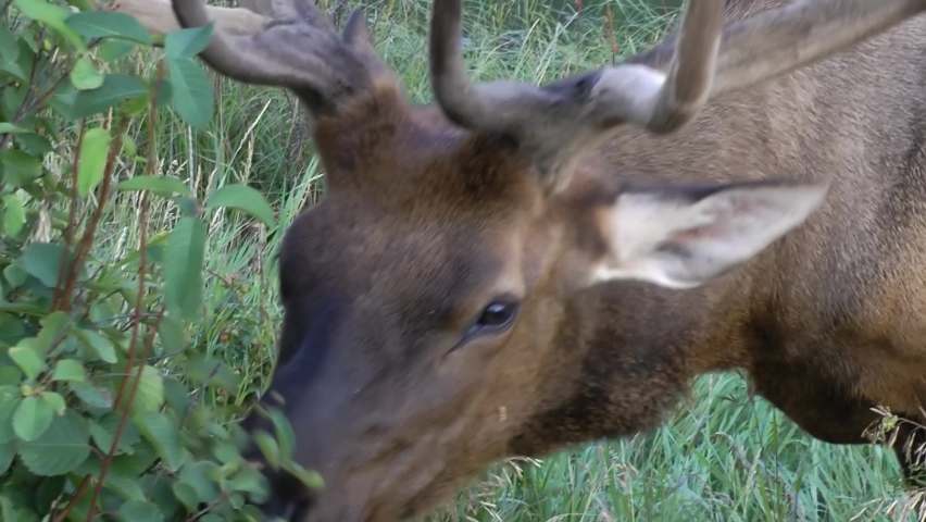 Elk feeding from bush, close up, Canada
North America nature and Elk wildlife, global warming concept, Canada, 2022
