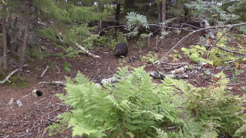 Beaver drags tree branch in the forest, Steady shot
North America nature and Beavers wildlife, global warming concept, Canada, 2022
 Royalty-Free Stock Footage #1094909389
