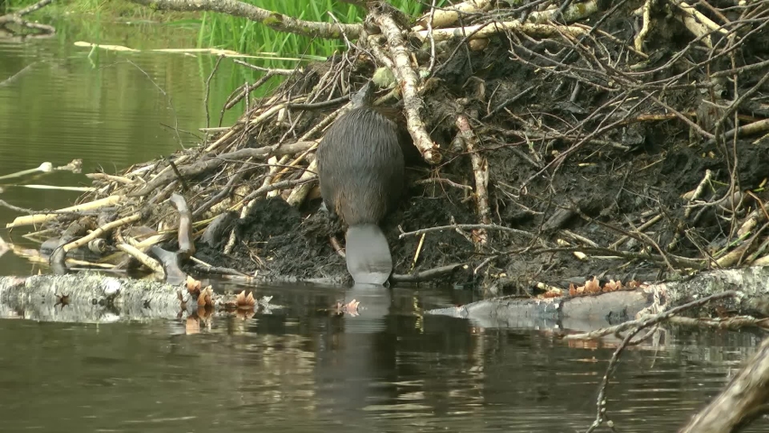 Beaver enters the water atter works done, Canada
North America nature and Beavers wildlife, global warming concept, Canada, 2022
 Royalty-Free Stock Footage #1094909391