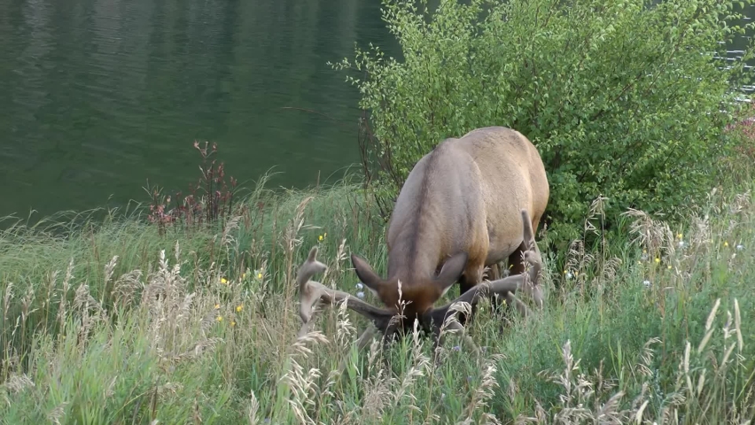 Elk feeding grass near river, Canada, 2022
North America nature and Elk wildlife, global warming concept, Canada, 2022
