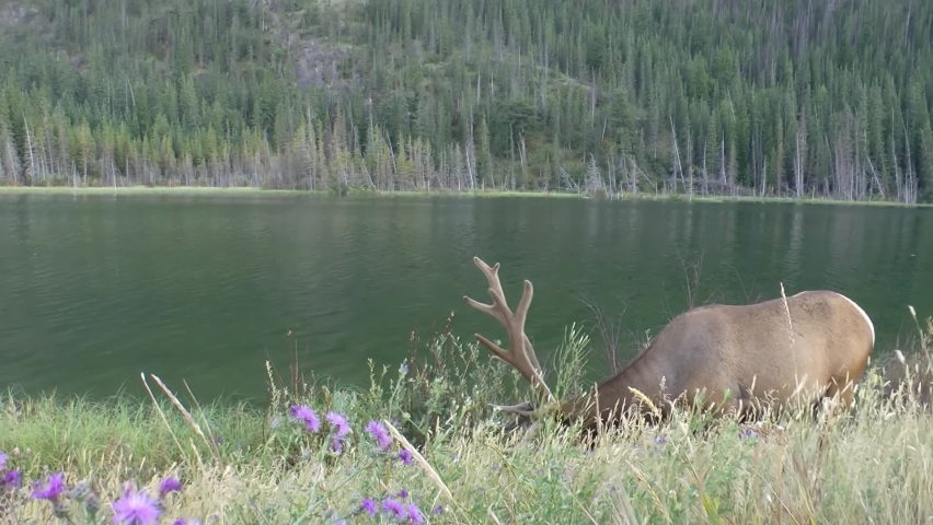 Elk feeding grass near river, North America
North America nature and Elk wildlife, global warming concept, Canada, 2022

