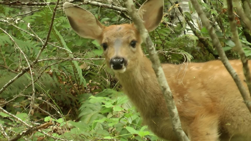 Elk young looks at the camera, Canada
North America nature and Elk wildlife, global warming concept, Canada, 2022
