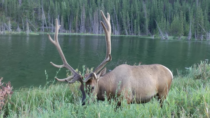 Elk feeding grass near river, Canada
North America nature and Elk wildlife, global warming concept, Canada, 2022
