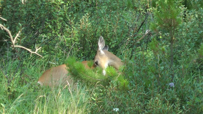 Elk resting on grass, Canada
North America nature and Elk wildlife, global warming concept, Canada, 2022
