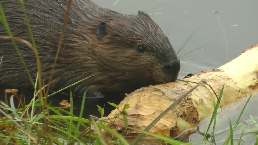 beaver eats bark in the river, Close up, Canada
North America nature and Beavers wildlife, global warming concept, Canada, 2022
 Royalty-Free Stock Footage #1094909431
