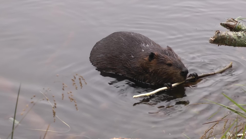 A beaver gnaws a tree branch in the water, Canada
North America nature and Beavers wildlife, global warming concept, Canada, 2022
 Royalty-Free Stock Footage #1094909451