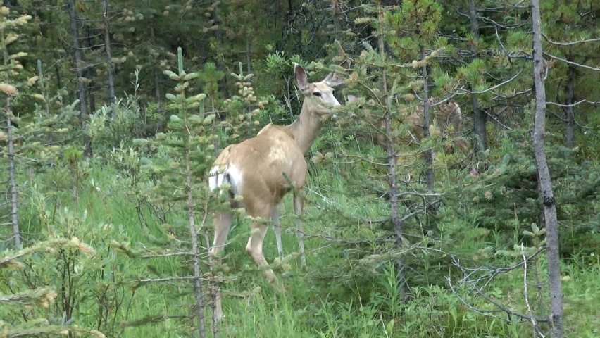 Elk mother and calf feeding in the woods, Canada
North America nature and Elk wildlife, global warming concept, Canada, 2022
