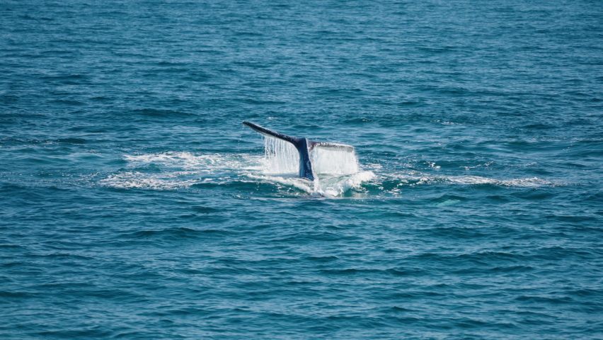 Wild Humpback Whale Tail Slapping Ocean Surface Causing Splashing In 4K Slow Motion Royalty-Free Stock Footage #1094914867