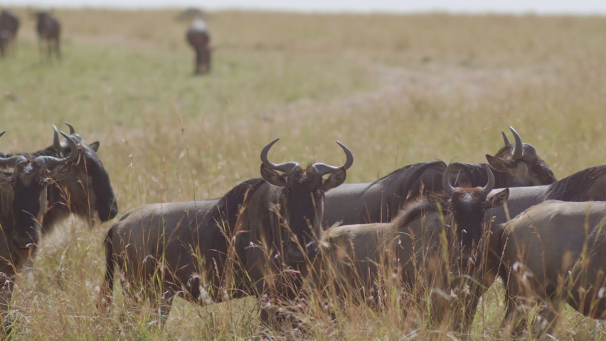 Wildebeests at rest before continuing their annual migration across the Masai Mara and Serengeti | Shutterstock HD Video #1094917487
