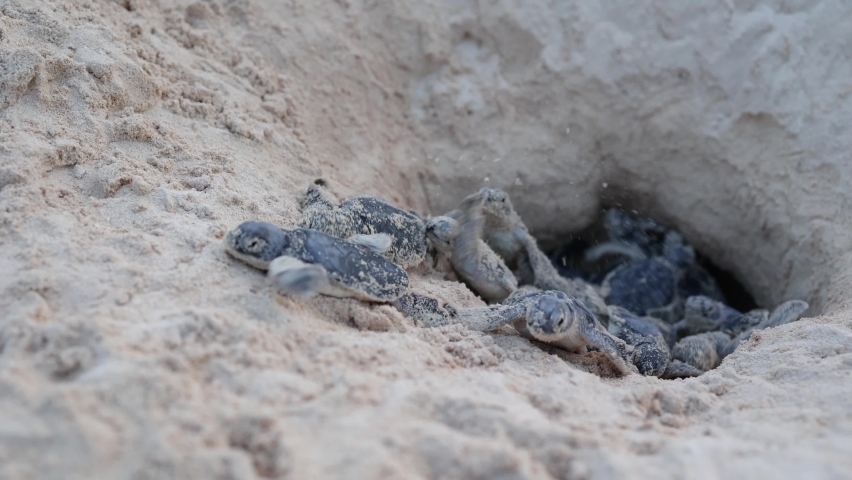 Bunch of green Turtle Hatchlings Emerging from Nest on Beach. | Shutterstock HD Video #1094917703