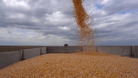 Corn Grain Yield. Grain Auger Of Combine Harvester Pouring Corn Crop in Slow Motion. Agricultural Production Threatened By Drought And High Input Prices. - Powered by Shutterstock - Get 15% off with code: PIKWIZARD15