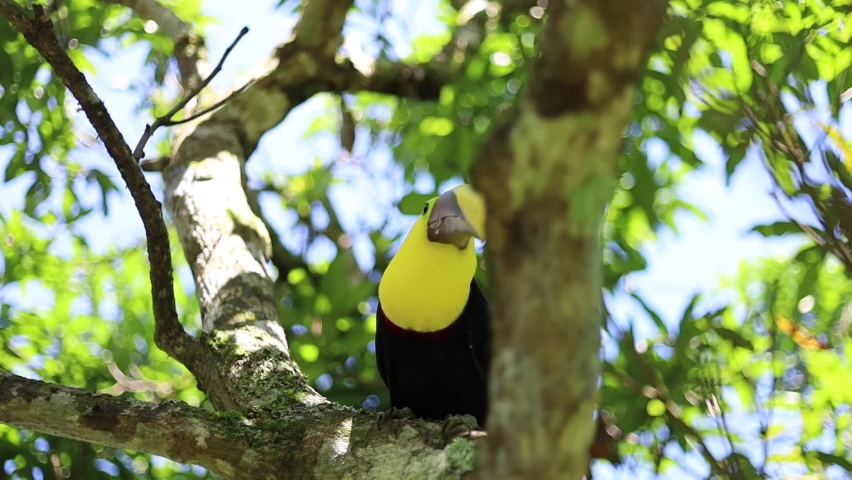 bicolor billed toucan from costa rica resting and looking for food in the tree with green leaves in a wildlife refuge