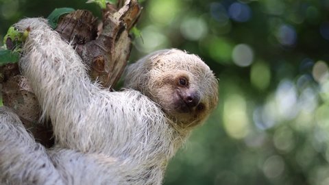 Costa Rican sloth hanging relaxed from a tree branch while playing, eating, yawning and trying to catch the camera with its claws : vidéo de stock