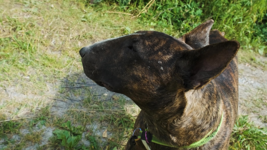 The bull terrier in a brindle color. Slow motion