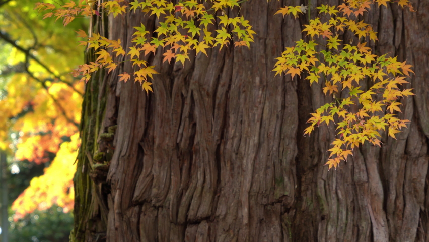 Maple leaves are start to turn red in JAPAN. Without sounds